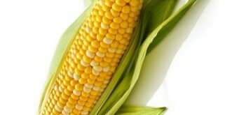 GMO Corn