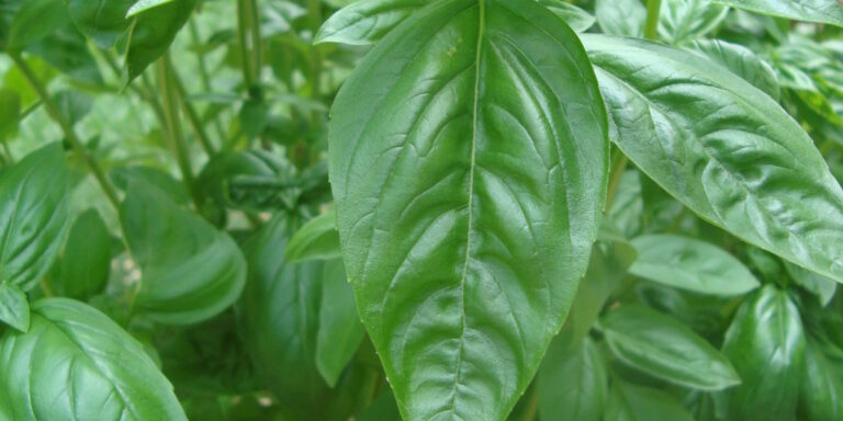 Fresh Basil